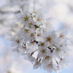 江戸城の桜