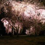 二条城　夜桜